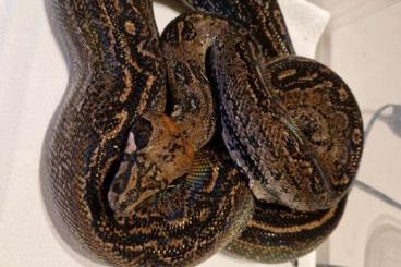 Schlangen kaufen und verkaufen Foto: 0.1 Black Panther Adult Hamm Schlangen kaufen und verkaufen Foto: 0.1 Black Panther Adult Hamm