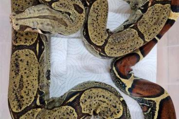 Schlangen kaufen und verkaufen Foto: 0.1 Peru iquitos Bonny Linie Schlangen kaufen und verkaufen Foto: 0.1 Peru iquitos Bonny Linie