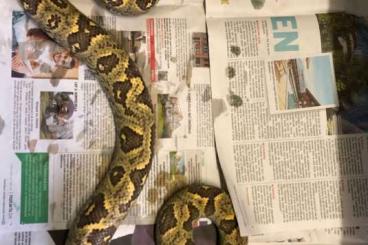 Snakes kaufen und verkaufen Photo: 1.1 Sanzinia Madagascariensis Snakes kaufen und verkaufen Photo: 1.1 Sanzinia Madagascariensis