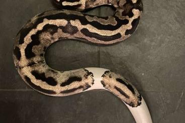 Ball Pythons kaufen und verkaufen Photo: 3 Königspythons zu verkaufen