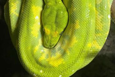 Pythons kaufen und verkaufen Photo: 0.1 Morelia Viridis       