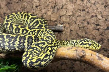 Pythons kaufen und verkaufen Foto: Motels spilota cheynei GB x VPI
