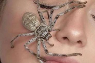 Spinnen und Skorpione kaufen und verkaufen Foto: Holconia insignis, Australian Huntsman 
