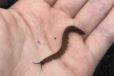 Insekten kaufen und verkaufen Foto: Velvet Worms, Rhino Roaches, Yellow Jungle nymphs