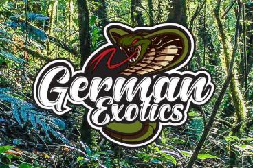 Schlangen kaufen und verkaufen Foto: German-Exotics sucht / in search of: Schlangen kaufen und verkaufen Foto: German-Exotics sucht / in search of: