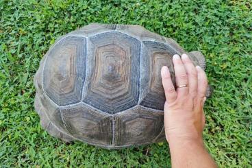Landschildkröten kaufen und verkaufen Foto: Aldabrachelys gigantea tortoise 