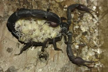 Scorpions kaufen und verkaufen Photo: Hottentotta gentili - just born