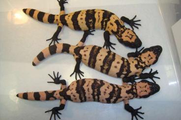 other lizards kaufen und verkaufen Photo: Helodermas from my breeding 