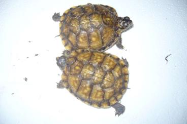 Schildkröten  kaufen und verkaufen Foto: Terrapene                                             