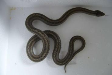 Snakes kaufen und verkaufen Photo: Coronella austriaca Snakes kaufen und verkaufen Photo: Coronella austriaca