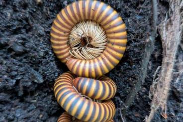 Myriapoda kaufen und verkaufen Foto: millipedes Myriapoda kaufen und verkaufen Foto: millipedes