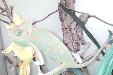 Lizards kaufen und verkaufen Photo:  Chameleo, Anolis, For Hamm, only upon deposit