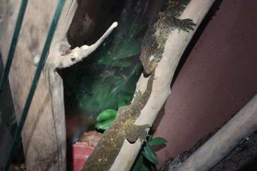 Geckos kaufen und verkaufen Photo: Captive bred geckos for trade Geckos kaufen und verkaufen Photo: Captive bred geckos for trade
