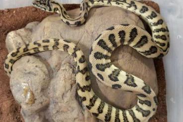 Schlangen kaufen und verkaufen Foto: Morelia s. Mcdowelli jaguar