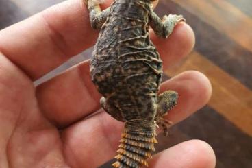 Lizards kaufen und verkaufen Photo: Uromastyx geyri (Saharan Uromastyx)