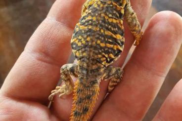 Lizards kaufen und verkaufen Photo: Uromastyx geyri (Saharan Uromastyx)