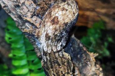 Geckos kaufen und verkaufen Foto: Neukaledonische- / Australische Geckos