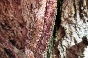Geckos kaufen und verkaufen Foto: Ich bitte diverse Geckos an