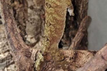 Geckos kaufen und verkaufen Foto: Ich bitte diverse Geckos an Geckos kaufen und verkaufen Foto: Ich bitte diverse Geckos an