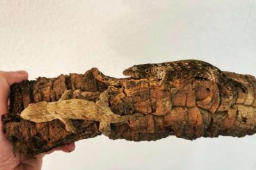 Geckos kaufen und verkaufen Photo: Ich bitte diverse Geckos an Geckos kaufen und verkaufen Photo: Ich bitte diverse Geckos an