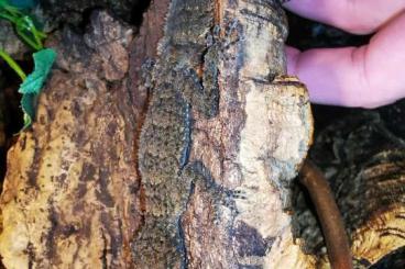Geckos kaufen und verkaufen Photo: Ich bitte diverse Geckos an Geckos kaufen und verkaufen Photo: Ich bitte diverse Geckos an