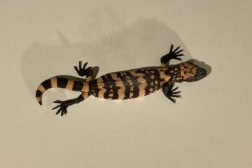 Lizards kaufen und verkaufen Photo: Heloderma suspectum HOUTEN LAST CALL