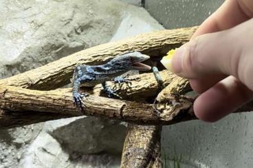 Monitor lizards kaufen und verkaufen Photo: 0,0,1 Varanus macraei CB´24