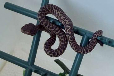 Venomous snakes kaufen und verkaufen Photo: Trimeresurus honsonensis CB Venomous snakes kaufen und verkaufen Photo: Trimeresurus honsonensis CB