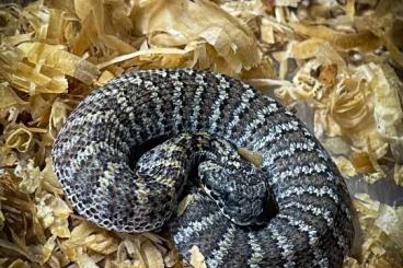 Venomous snakes kaufen und verkaufen Photo: 2.2 Acanthophis rugosus (Deathadders/Todesottern)
