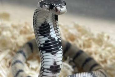 Venomous snakes kaufen und verkaufen Photo: x.x Aspidelaps lubricus cowlesi Venomous snakes kaufen und verkaufen Photo: x.x Aspidelaps lubricus cowlesi