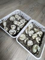 Bild 7/8