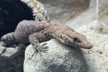 Warane kaufen und verkaufen Photo: 0.0.2 Varanus pilbarensis Warane kaufen und verkaufen Photo: 0.0.2 Varanus pilbarensis