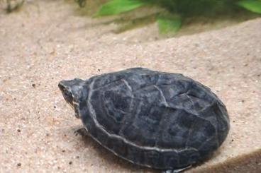 Sumpfschildkröten kaufen und verkaufen Photo: Sternotherus Odoratus 0.0.1 Sumpfschildkröten kaufen und verkaufen Photo: Sternotherus Odoratus 0.0.1