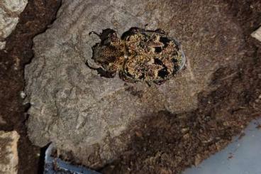Insekten kaufen und verkaufen Foto: Biete Larven v. Inca bonplandi Insekten kaufen und verkaufen Foto: Biete Larven v. Inca bonplandi