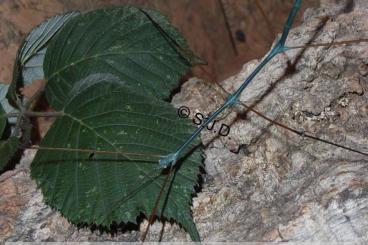 Insects kaufen und verkaufen Photo: PHASMIDEN EIER von 17 teils seltenen Arten zur Abgabe