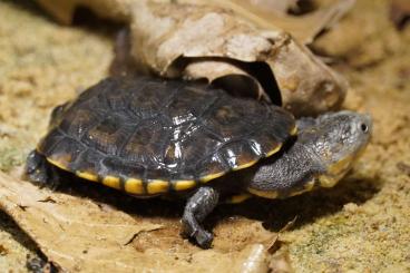 Schildkröten  kaufen und verkaufen Foto: Acanthochelys macrocephala, CB 2021