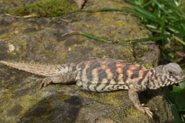 Echsen  kaufen und verkaufen Foto: Uromastyx ornata - NZ VIII / IX 2021