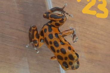 Pfeilgiftfrösche kaufen und verkaufen Foto: Biete Oophaga pumilio Bastimentos 3.0