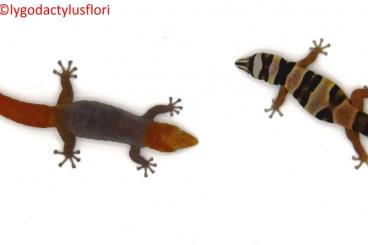 Echsen kaufen und verkaufen Foto: Zur Abgabe stehen 1.1.0.Sphaerodactylus torrei (Blutsfremd) von Echsen kaufen und verkaufen Foto: Zur Abgabe stehen 1.1.0.Sphaerodactylus torrei (Blutsfremd) von