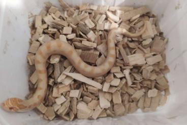 Colubrids kaufen und verkaufen Photo: Heterodon/Hognose nasicus