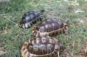 Turtles and Tortoises kaufen und verkaufen Photo: Testudo marginata albino T+ adult Turtles and Tortoises kaufen und verkaufen Photo: Testudo marginata albino T+ adult