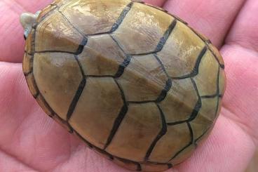 Sumpfschildkröten kaufen und verkaufen Foto: Morph - Kinosternon subrubrum hippocrepis