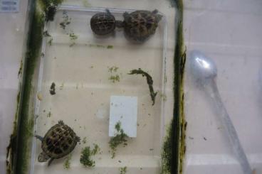 Sumpfschildkröten kaufen und verkaufen Foto: Kinosternum baurii 0,0,3 