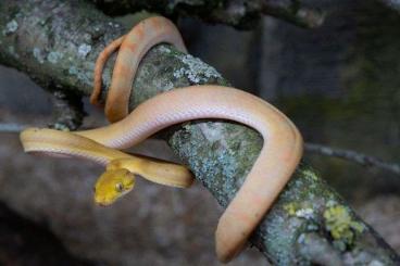 Boas kaufen und verkaufen Foto: Corallus hortulanus for Snakeday Houten