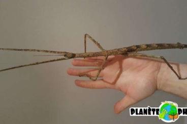 Insekten kaufen und verkaufen Foto: Eier von Tirachoidea jianfengligensis