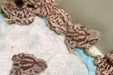Snakes kaufen und verkaufen Photo: Elaphe carinata ,bufo gargarizans wholesale Snakes kaufen und verkaufen Photo: Elaphe carinata ,bufo gargarizans wholesale
