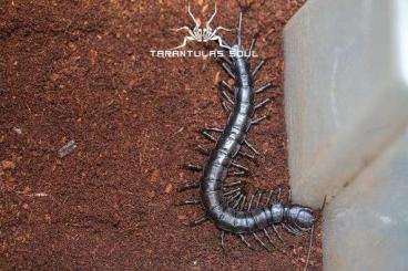 Spiders and Scorpions kaufen und verkaufen Photo: New loction-black hainanum  pede