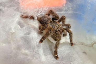 Spinnen und Skorpione kaufen und verkaufen Foto: Avicularia rufa 1FH Avicularia ex aurantiaca 1FH Avicularia sp pucallp