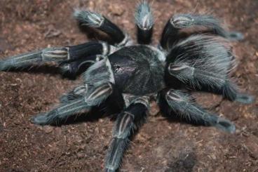 Spinnen und Skorpione kaufen und verkaufen Foto: new sp tarantula (magma,chuskapi...)