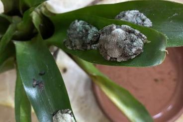 frogs kaufen und verkaufen Photo: Ecnomiohyla valancifer for sale